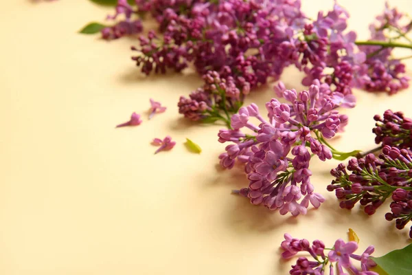 Blooming lilac flowers on beige background