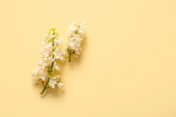 Kwitnące Kwiaty Lilii Beżowym Tle — Zdjęcie stockowe