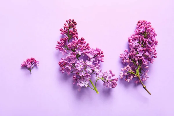 Blooming Lilac Flowers Color Background — Stock Photo, Image