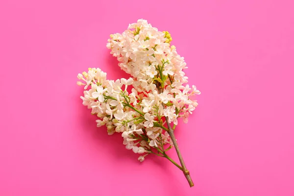 Kwitnące Kwiaty Lilii Różowym Tle — Zdjęcie stockowe