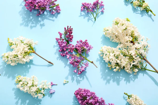Blooming Lilac Flowers Blue Background — Stock Photo, Image