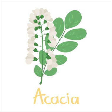 Beyaz arkaplanda Aromatik akasya çiçekleri