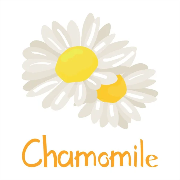 Aromatic chamomile flowers on white background