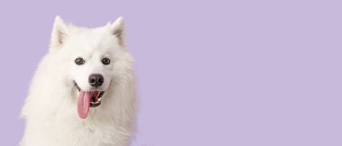 Leylak arkaplan üzerinde şirin Samoyed köpek metin için boşluk ile