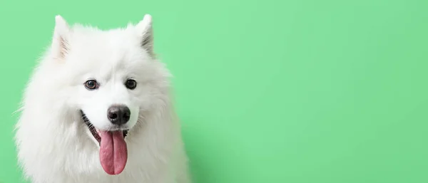 Cão Bonito Samoyed Fundo Verde Com Espaço Para Texto — Fotografia de Stock