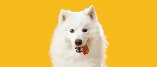 Cute Samoyed Dog Yellow Background — Stock Photo, Image