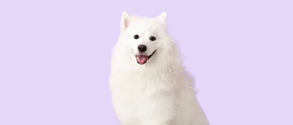 Cute Samoyed Pies Tle Liliowym — Zdjęcie stockowe