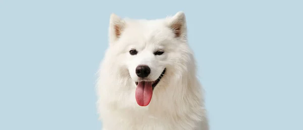 Niedlicher Samoyöser Hund Auf Hellblauem Hintergrund — Stockfoto