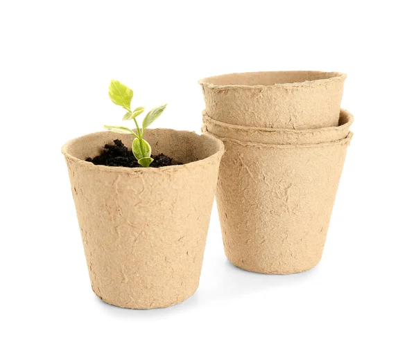 Peat Pots Green Seedling White Background — Stock Photo, Image