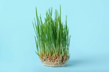 Mavi arka planda taze buğday çimi