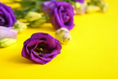 Sarı arka planda güzel Eustoma çiçekleri, yakın plan.