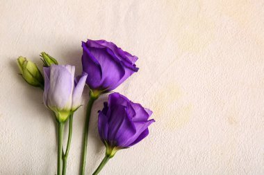 Hafif arka planda taze östoma çiçekleri, yakın plan