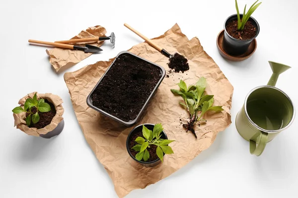 Flower Pots Green Seedlings Gardening Tools White Background — Stock Photo, Image