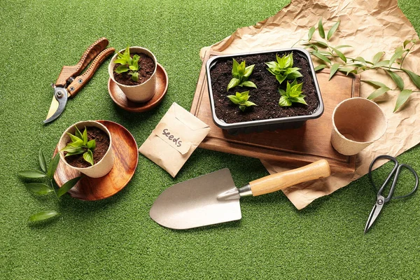 Pack Seeds Seedlings Gardening Tools Green Background — Stock Photo, Image