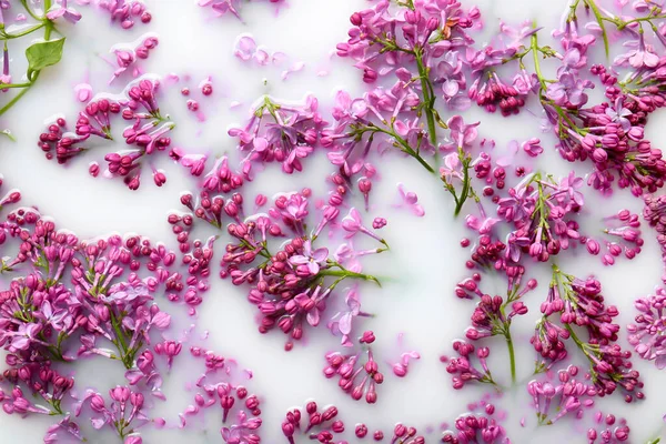 stock image Beautiful lilac flowers in white liquid, closeup