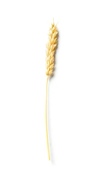 Пшеничное Ухо Изолировано Белом Фоне — стоковое фото