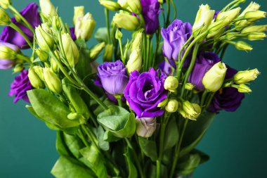 Yeşil arka planda Eustoma çiçekleri, yakın plan