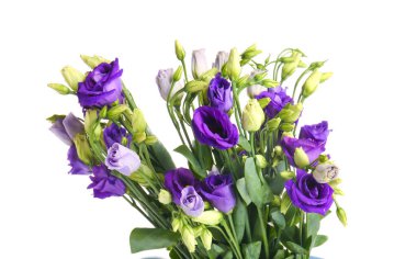 eustoma çiçekleri beyaz zemin üzerine