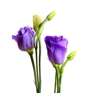 eustoma çiçekleri beyaz zemin üzerine