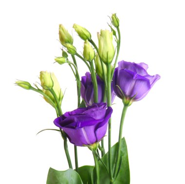 eustoma çiçekleri beyaz zemin üzerine