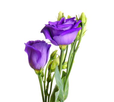 eustoma çiçekleri beyaz zemin üzerine