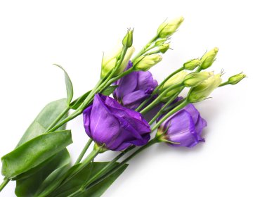 eustoma çiçekleri beyaz zemin üzerine