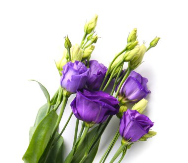 eustoma çiçekleri beyaz zemin üzerine