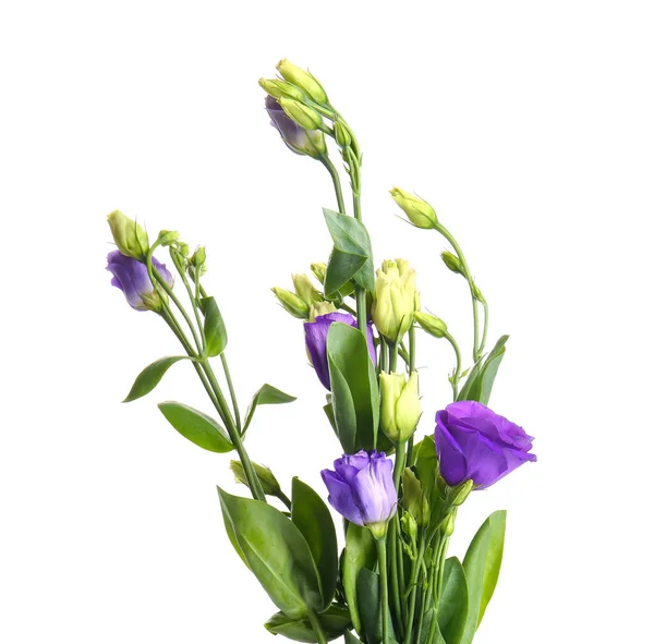 白い背景の上のトルコギキョウの花 — ストック写真