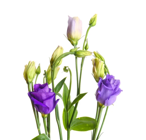 Eustoma Kwiaty Białym Tle — Zdjęcie stockowe