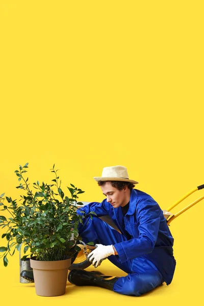 Jardineiro Masculino Corte Ramos Plantas Com Tesouras Jardim Fundo Amarelo — Fotografia de Stock