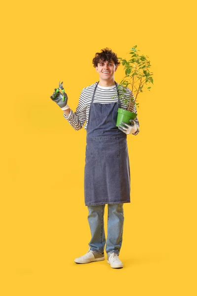 Jardineiro Masculino Com Tesouras Jardim Planta Sala Fundo Amarelo — Fotografia de Stock