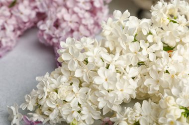 Beyaz fayansta güzel kokulu leylak çiçekleri