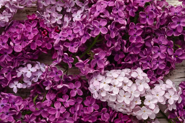 Vackra Doftande Lila Blommor Närbild — Stockfoto