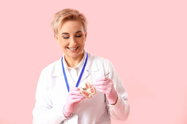 Dojrzałe Kobieta Dentysta Tworzyw Sztucznych Szczęki Różowym Tle — Zdjęcie stockowe