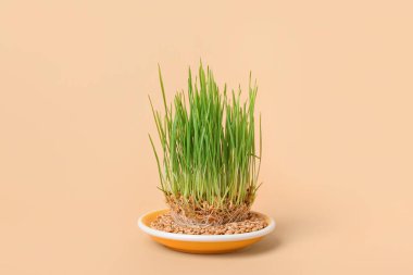 Bej arka planda taze buğday çimi