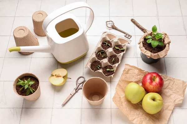 Cardboard Box Green Seedlings Peat Pots Watering Can Scissors Apples — Stock Photo, Image