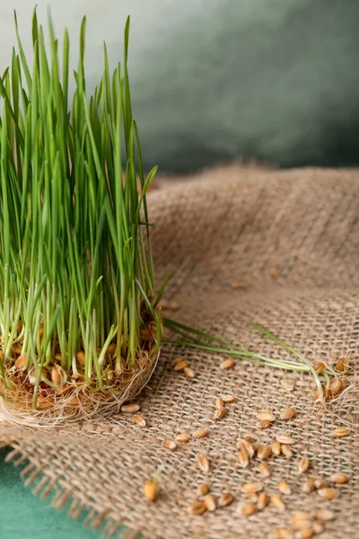 Миска Свіжою Пшеничною Травою Зеленому Гранжевому Столі — стокове фото