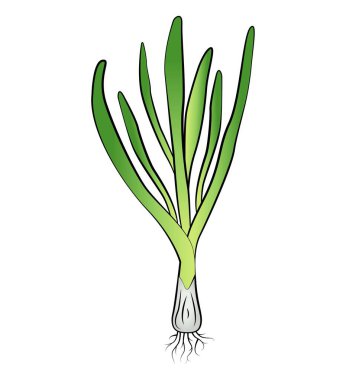 Beyaz arkaplanda yeşil soğan