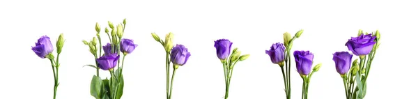 Set Beautiful Eustoma Flowers White Background — Stock Photo, Image