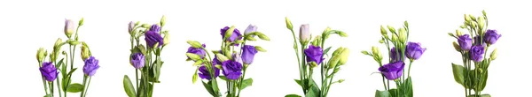 Conjunto Flores Frescas Eustoma Sobre Fondo Blanco —  Fotos de Stock