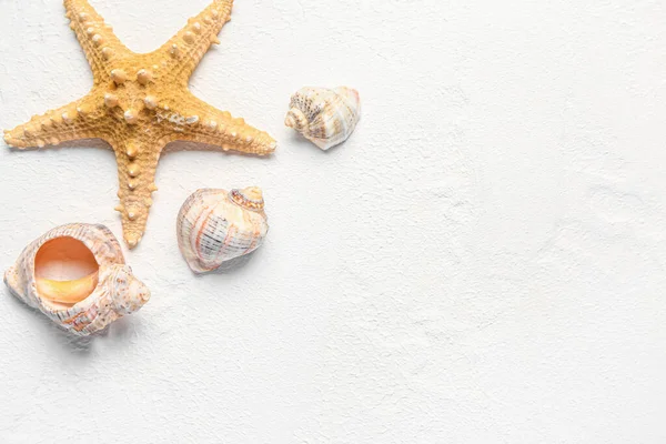 Морские Ракушки Морская Звезда Белом Фоне — стоковое фото