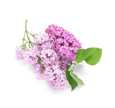 Beyaz arkaplanda yalıtılmış güzel leylak dalları