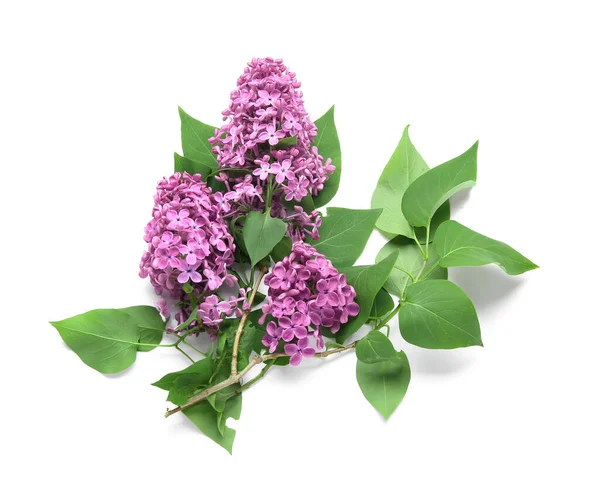 Beautiful Branches Lilac Flowers Isolated White Background — Stock Photo, Image