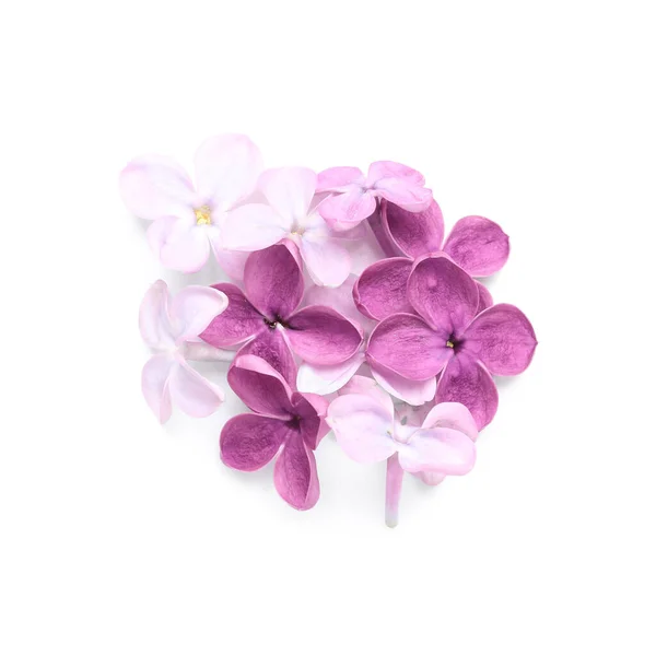Beautiful Lilac Flowers Isolated White Background — Stock Photo, Image