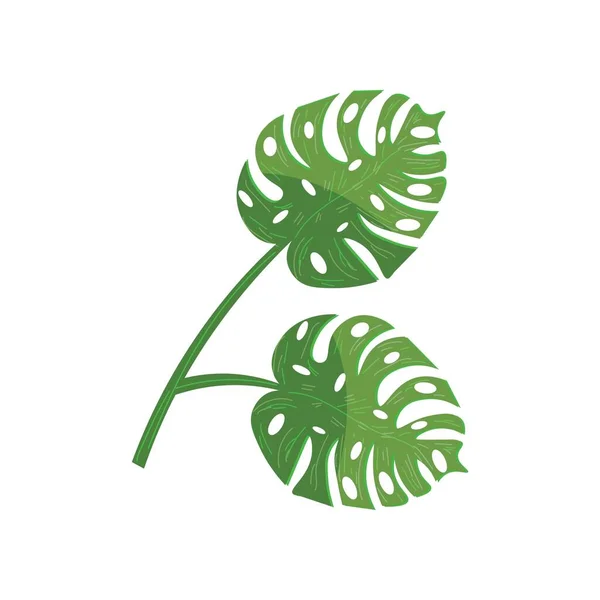 Green Monstera Leaves White Background — Stock Vector