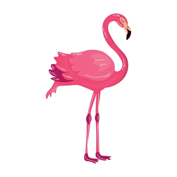Gyönyörű Rózsaszín Flamingó Fehér Háttér — Stock Vector
