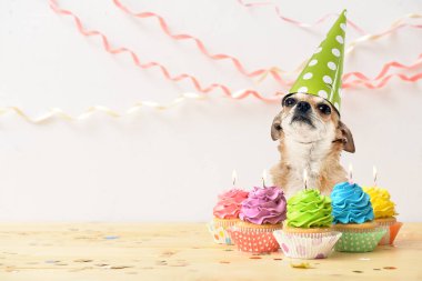 Parti şapkalı şirin bir chihuahua köpeği ve açık arkaplanda doğum günü pastaları.