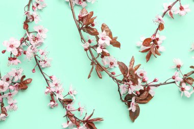 Turkuaz arka planda pembe çiçekli çiçek açan ağaç dalları