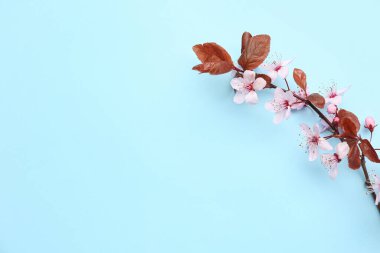 Mavi arka planda pembe çiçekli çiçek açan ağaç dalı