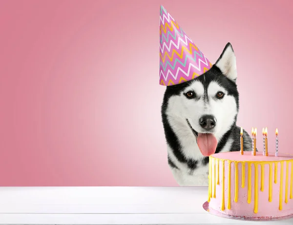 Niedlicher Husky Hund Partyhut Und Mit Geburtstagstorte Auf Rosa Hintergrund — Stockfoto